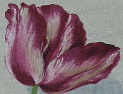 Canovas Tulip section